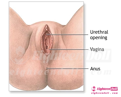 mmx-dual-layer-vagina-feature-1